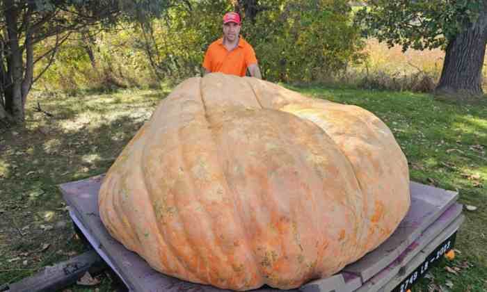 zucca rudy 1 tonnellata 