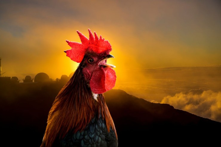 L'uomo portato in tribunale dai vicini: il gallo è troppo fastidioso