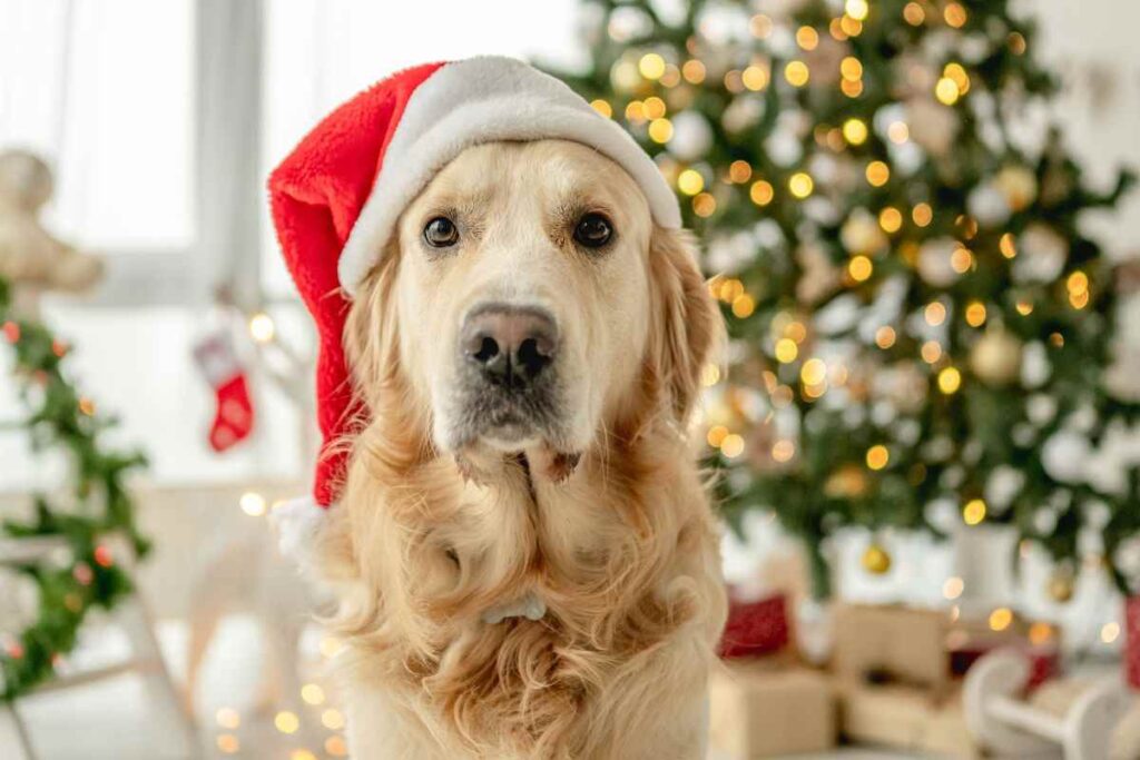 Albero di Natale e animali domestici: la guida per festeggiare in sicurezza