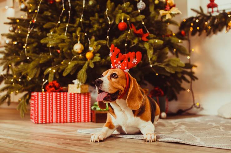 Albero di Natale e animali domestici: la guida per festeggiare in sicurezza