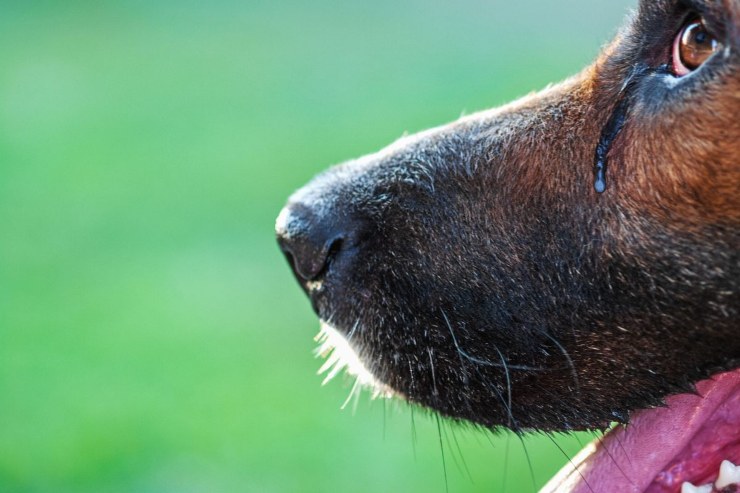 Quando il tuo cane piange di gioia: un'emozione autentica e profonda