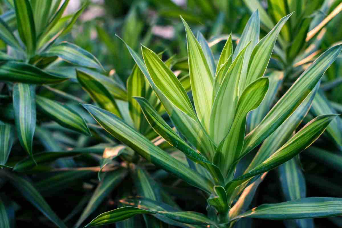 Dracena